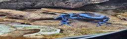 Frog reptiles for sale: Blue/black auratus x9 - Advert 10