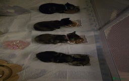 Mixed Breed cats for sale: The Fab Four - Advert 30