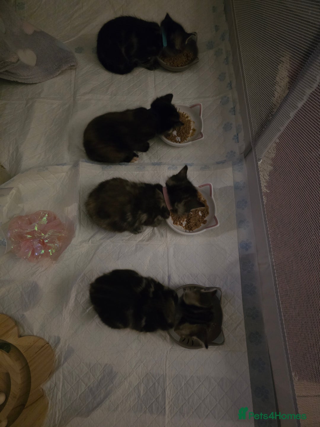 Mixed Breed cats for sale: The Fab Four - Advert 30