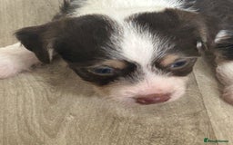 Jack Russell dogs for sale: I have 2 beautiful jack Russell puppy’s  - Image 2