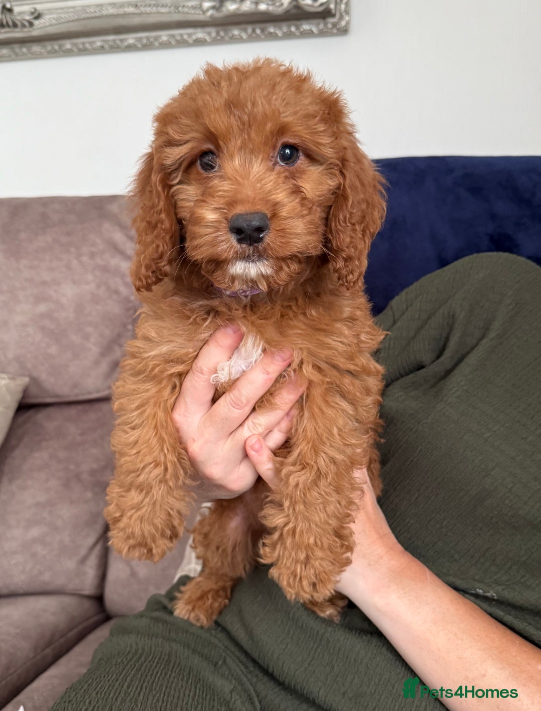Cockapoo dogs for sale: Cockerpoo Puppies - Image 23