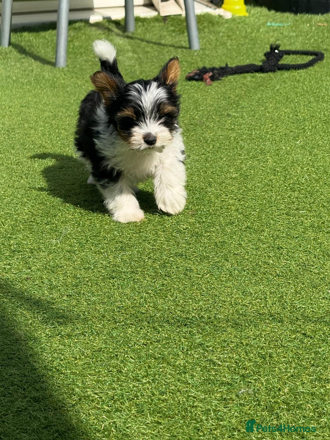 Biewer Terrier dogs for sale: BIEWER TERRIERS  - Image 3