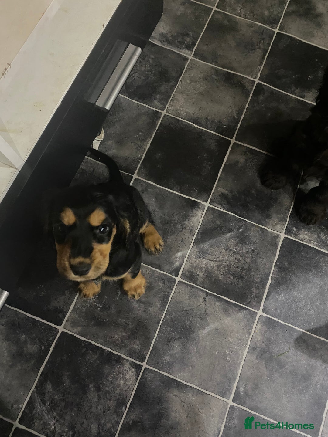 Cocker Spaniel dogs for sale: Cocker Spaniel puppies - Advert 19