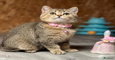British Shorthair cats - Advert 1