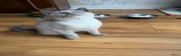British Shorthair cats for sale: sweet gentle British Shorthair silky coat Kittens - Advert 26