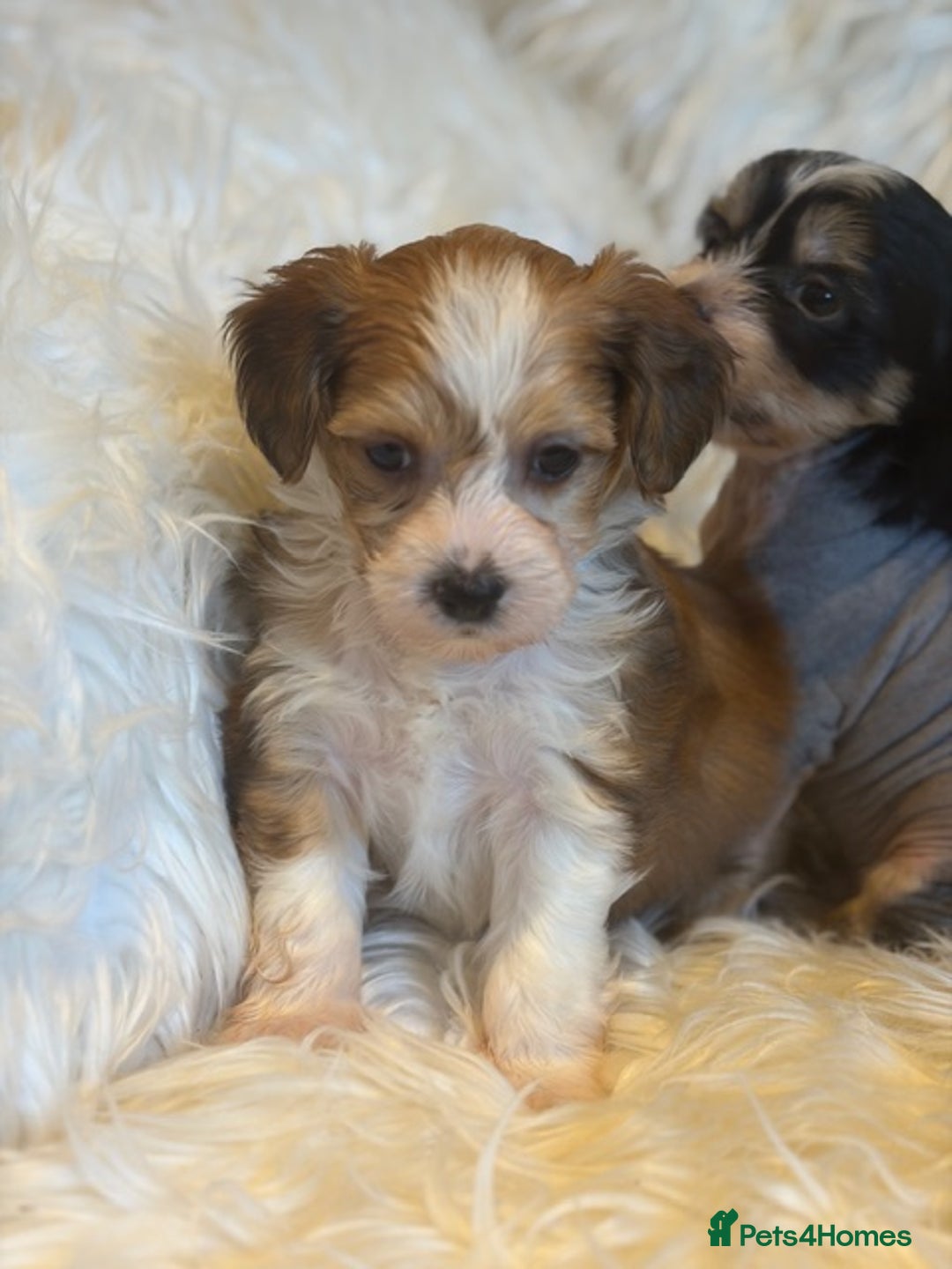Chinese Crested dogs for sale: KC Reg Chinese created puppies - Advert 13