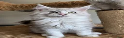 Maine Coon cats for sale: Ready now Silver with white Maine Coon kittens - Advert 18
