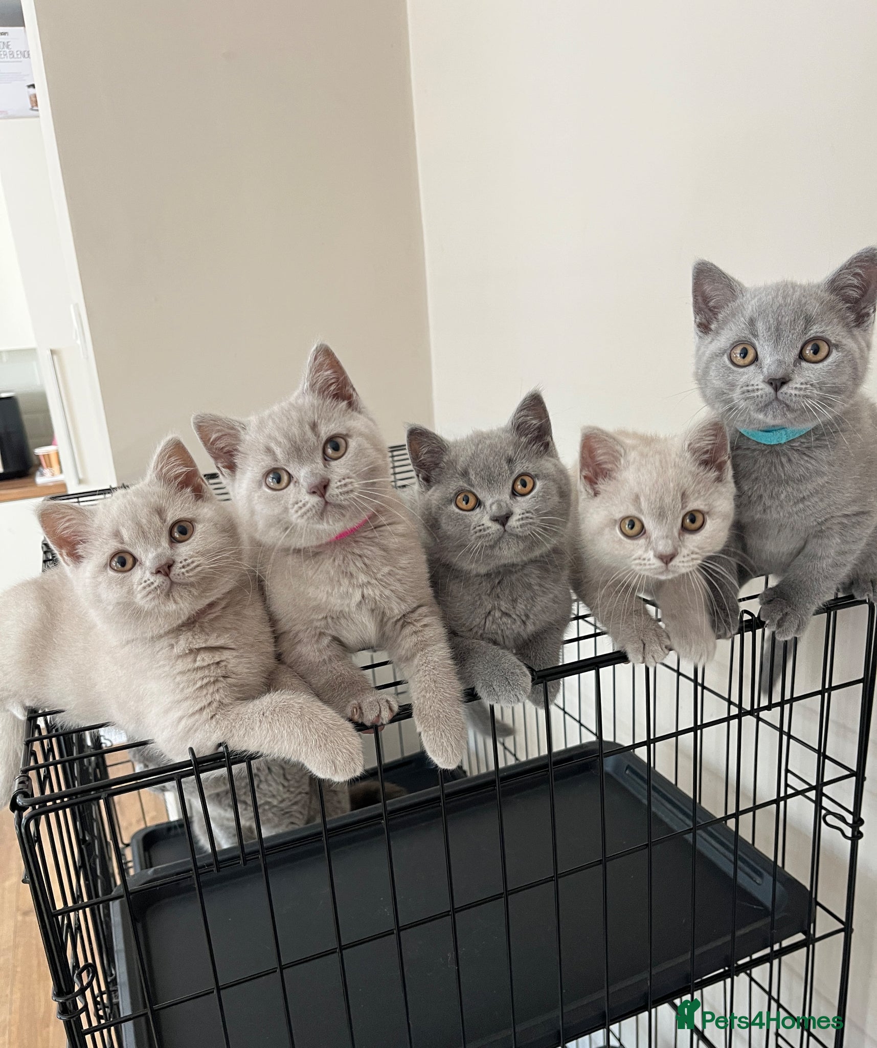 British Shorthair cats Lilac & Blue BSH’s GCCF available in 1 week 🩵💜 - Advert 2