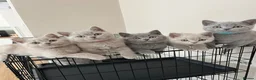 British Shorthair cats for sale: Lilac & Blue BSH’s GCCF available in 1 week 🩵💜 - Advert 4