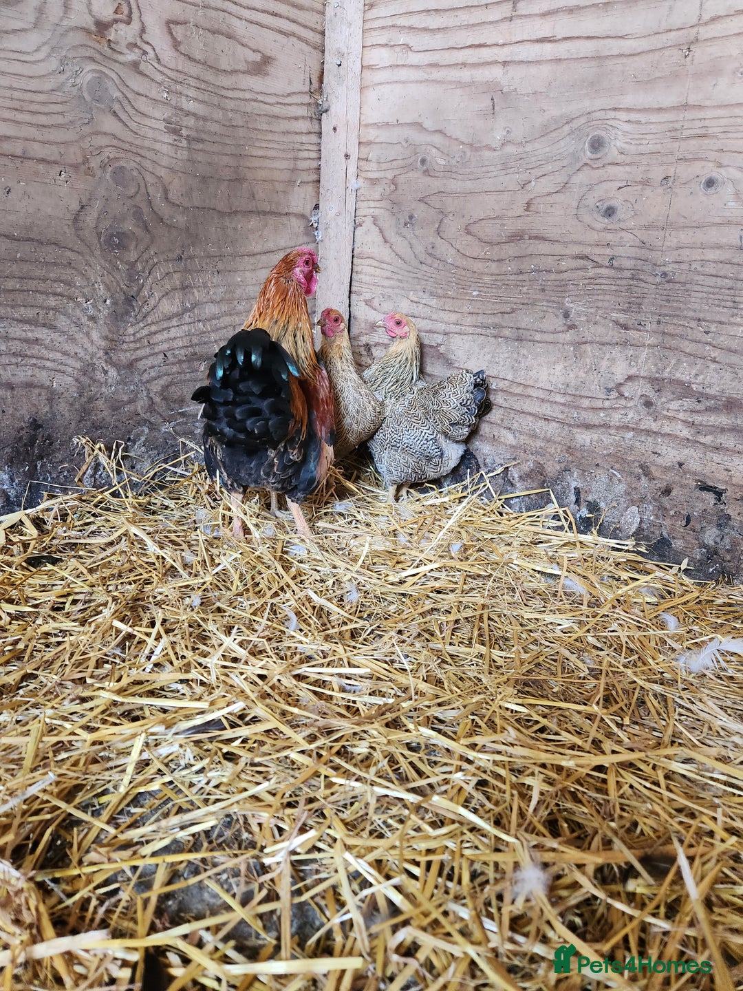 Chickens poultry for sale: Trios of pure bred chicken breeds - Image 4
