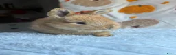 Continental Giant rabbits for sale: Continental giants  - Advert 9