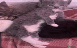 British Longhair cats for sale: Miss Jane  - Image 2