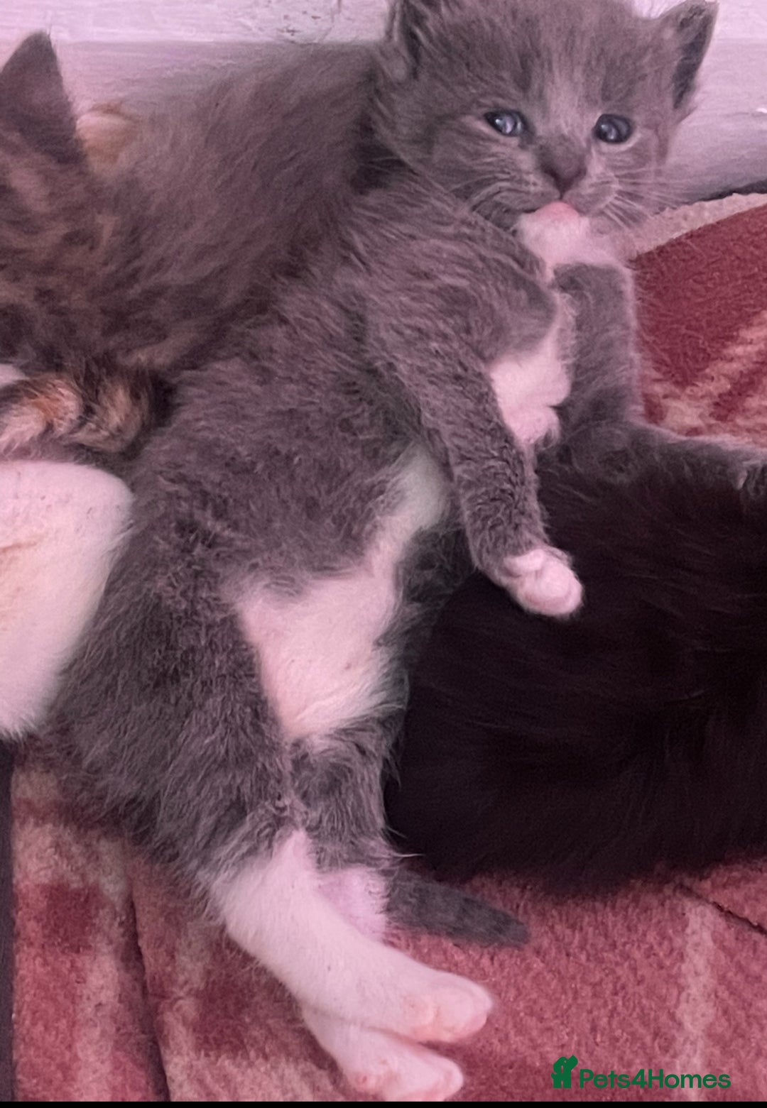 British Longhair cats for sale: Miss Jane  - Image 2