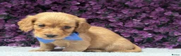 Miniature Dachshund dogs for sale: 🐾💜 EXCEPTIONAL KC MINIATURE DACHSHUND PUPS in Castle Douglas - Advert 11