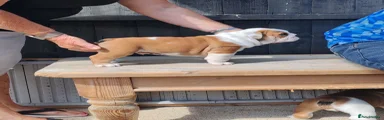 English Bulldog 1