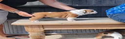 English Bulldog dogs for sale: Quality English bulldog puppies in Skegness - Advert 5