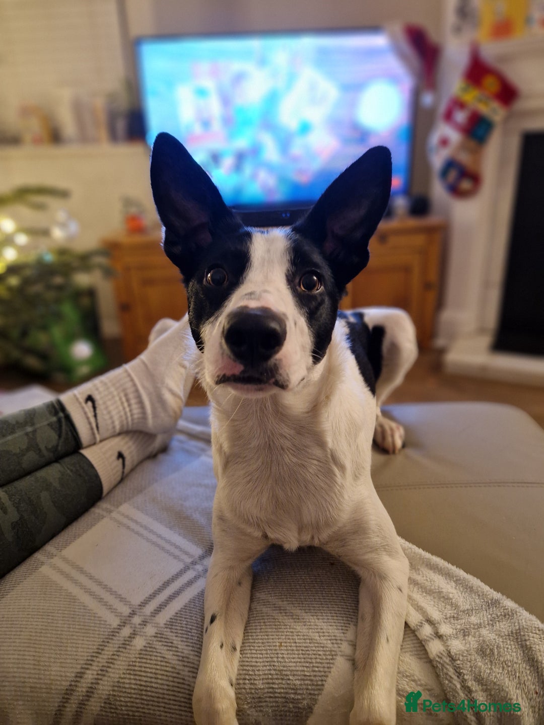 Border Collie dogs for sale: Luna aka Looney! - Advert 3