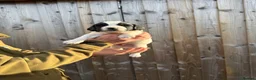 English Springer Spaniel dogs for sale: English springer spaniels puppies  - Advert 11