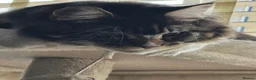 Maine Coon cats for sale: maine coon male 9months old  - Advert 3