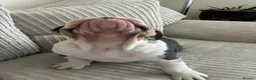 English Bulldog dogs for sale: English bulldog puppy  - Advert 8