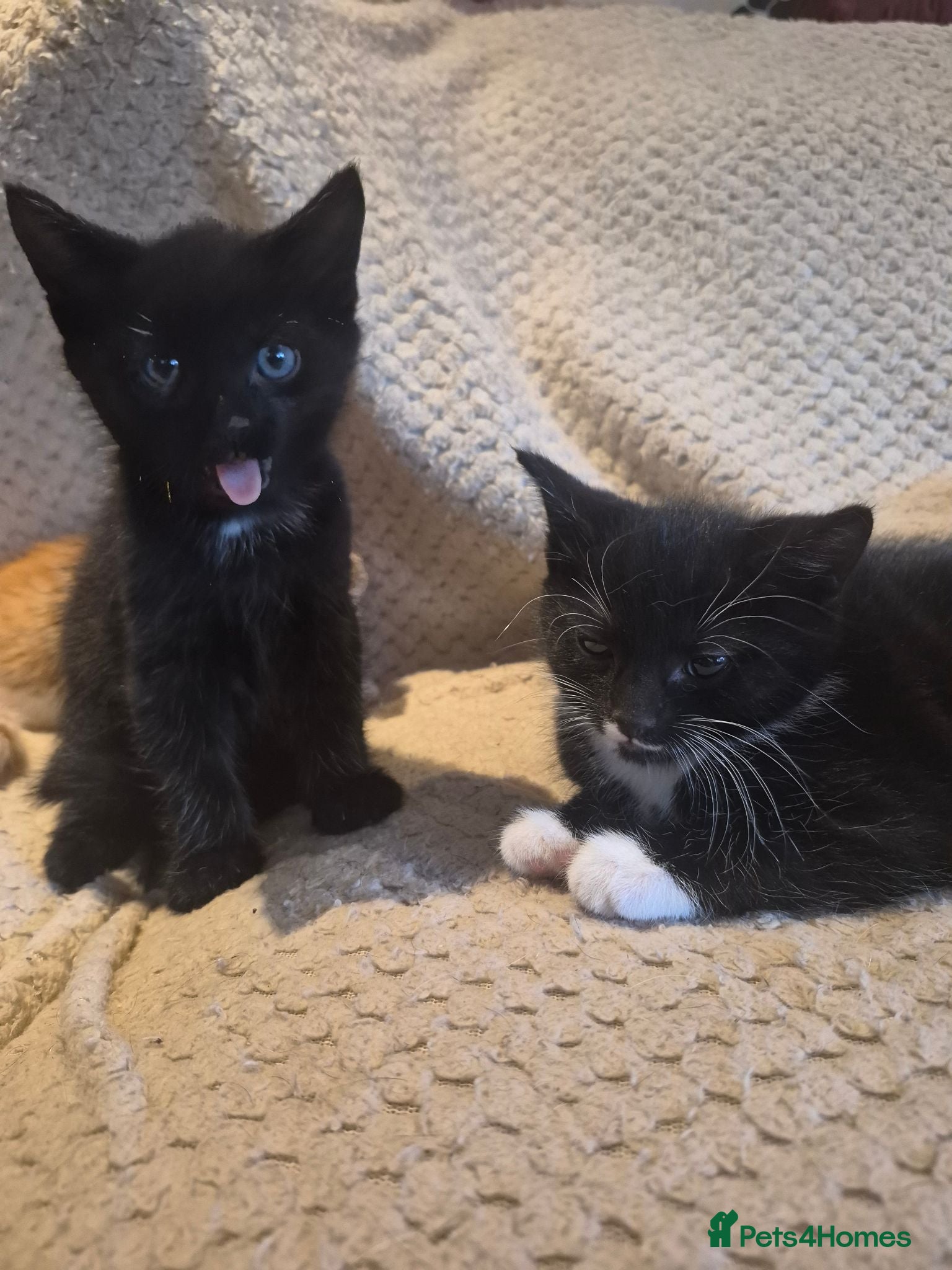 Mixed Breed cats 5 mixed breed kittens available - Advert 14