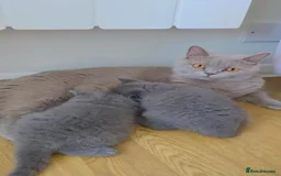 British Shorthair cats for sale: CHUNKY BLUE BRITISH SHORT HAIR KITTENS - Image 1