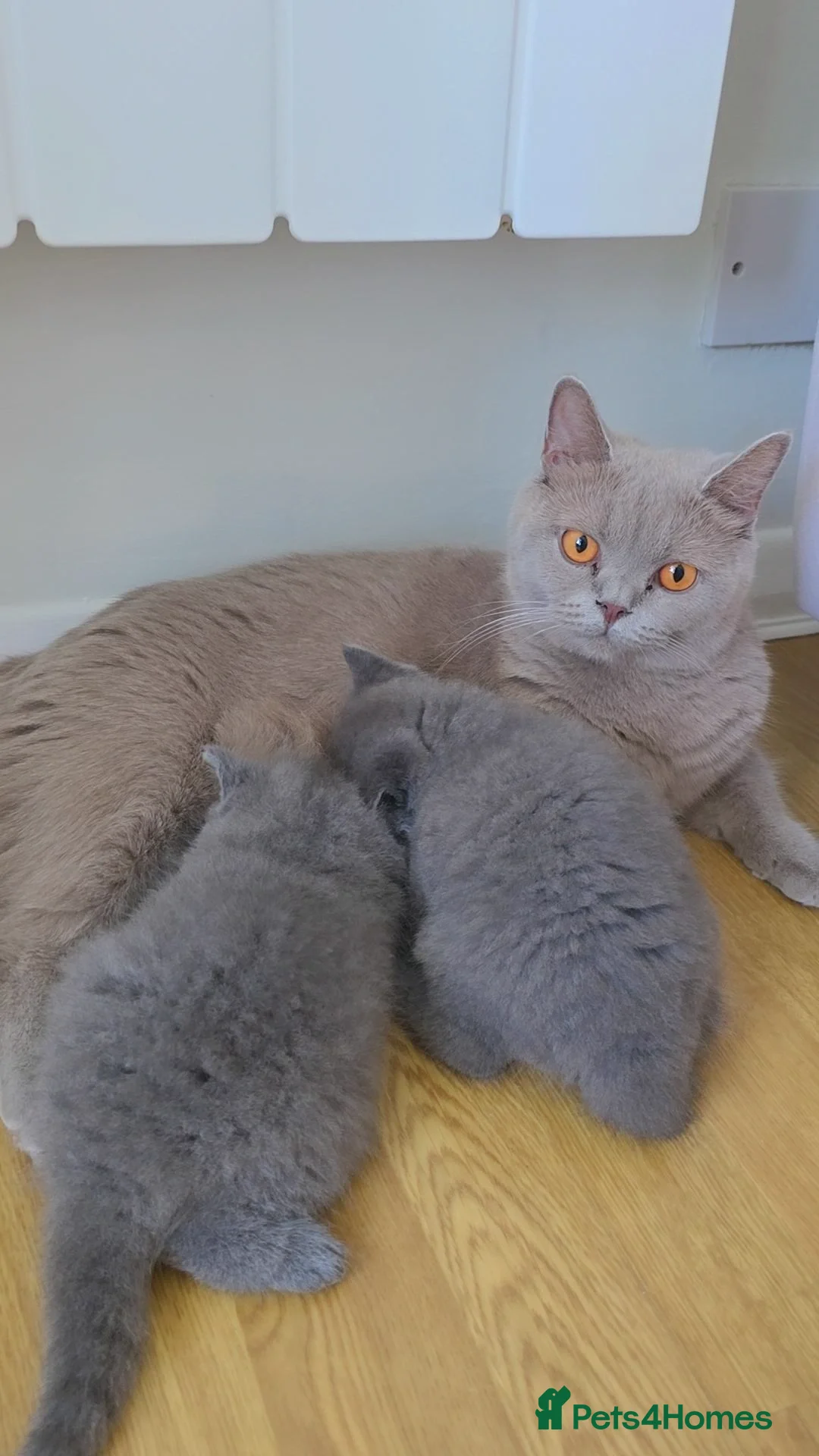 British Shorthair cats for sale: CHUNKY BLUE BRITISH SHORT HAIR KITTENS - Image 1