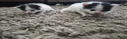 Turkish Van cats for sale: Ready to leave babies x3 black and white  - Advert 5