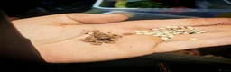 Tarantulas invertebrates for sale: M,geckos,snails.scorpian - Advert 3