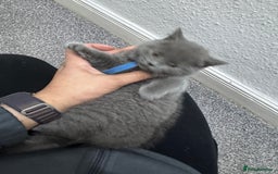 British Shorthair cats for sale: Chunky BSH kittens - Image 10