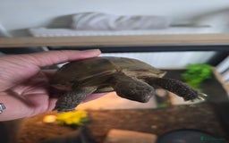 Tortoise reptiles for sale: Horsefield tortoise  - Image 4