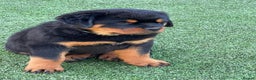 Rottweiler dogs for stud: BEAUTIFUL OLD TYPE BIG BONED ROTTIE! For stud in Mansfield - Advert 15