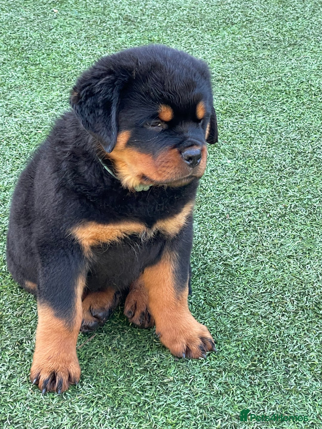 Rottweiler dogs for stud: BEAUTIFUL OLD TYPE BIG BONED ROTTIE! For stud in Mansfield - Advert 15