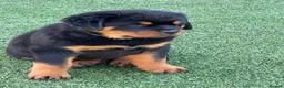 Rottweiler dogs for stud: BEAUTIFUL OLD TYPE BIG BONED ROTTIE! For stud in Mansfield - Advert 15
