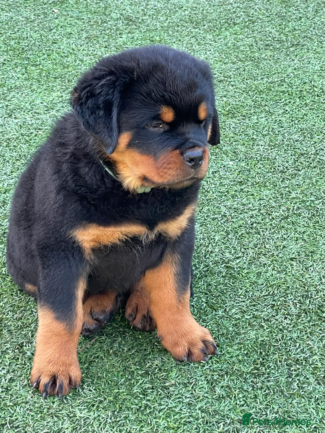 Rottweiler dogs for stud: BEAUTIFUL OLD TYPE BIG BONED ROTTIE! For stud in Mansfield - Advert 15