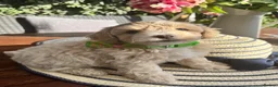Maltipoo dogs for sale:  5 Absolutely Gorgeous Maltipoo Boys  - Advert 11