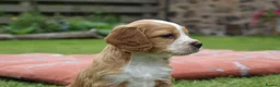 Cocker Spaniel dogs for sale: KC registered Working Cocker bitch pups - Advert 12