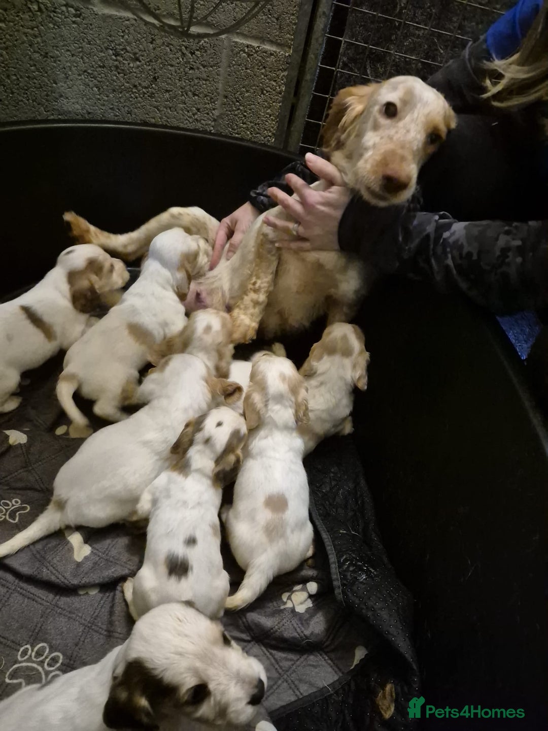 Cocker Spaniel dogs for sale: Cocker Spaniel Puppies - Advert 1