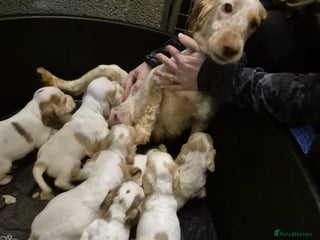 Cocker Spaniel dogs Cocker Spaniel Puppies - Advert 6