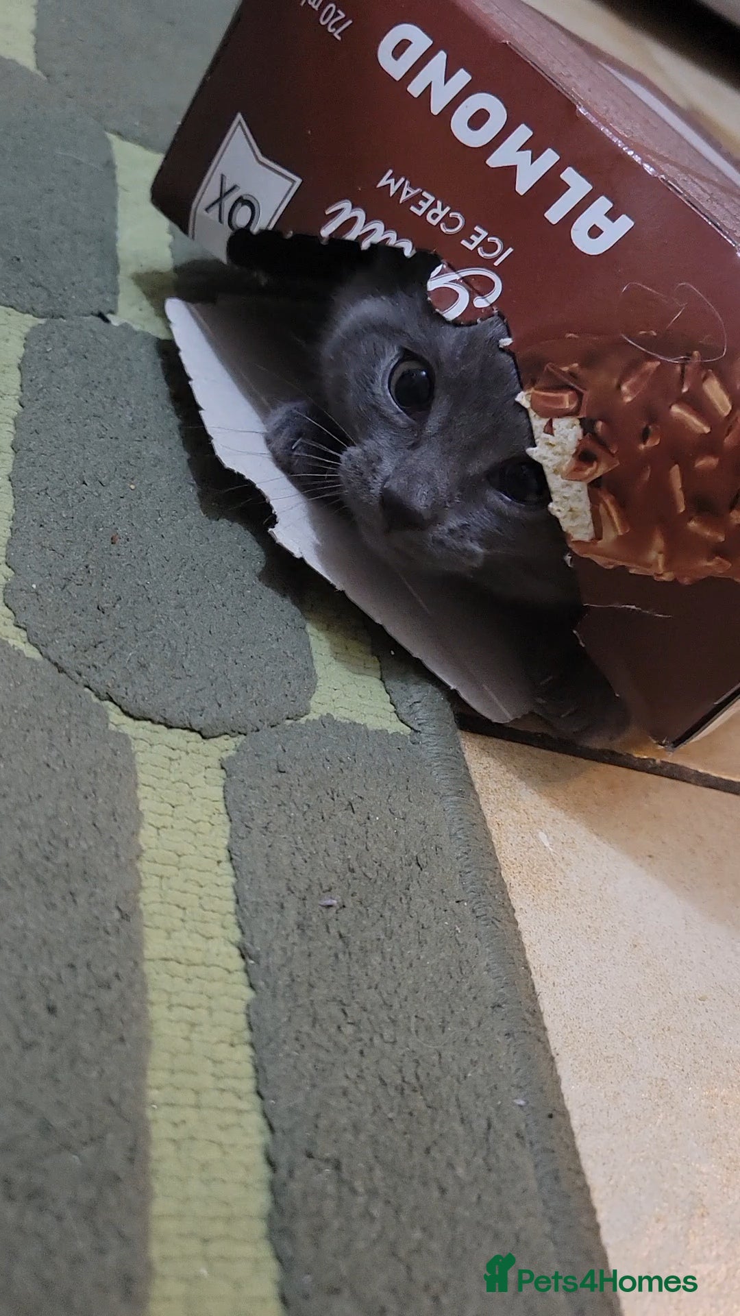 Mixed Breed cats for sale: Healthy cute grey baby boy kitten - Advert 6