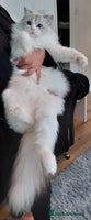 Ragdoll cats ‼️PRESTIGIOUS BEAST SIZE EU FEMALE‼️ - Advert 3