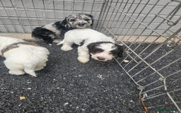 Cockapoo dogs for sale: Cockapoo puppies 🐶  - Image 32