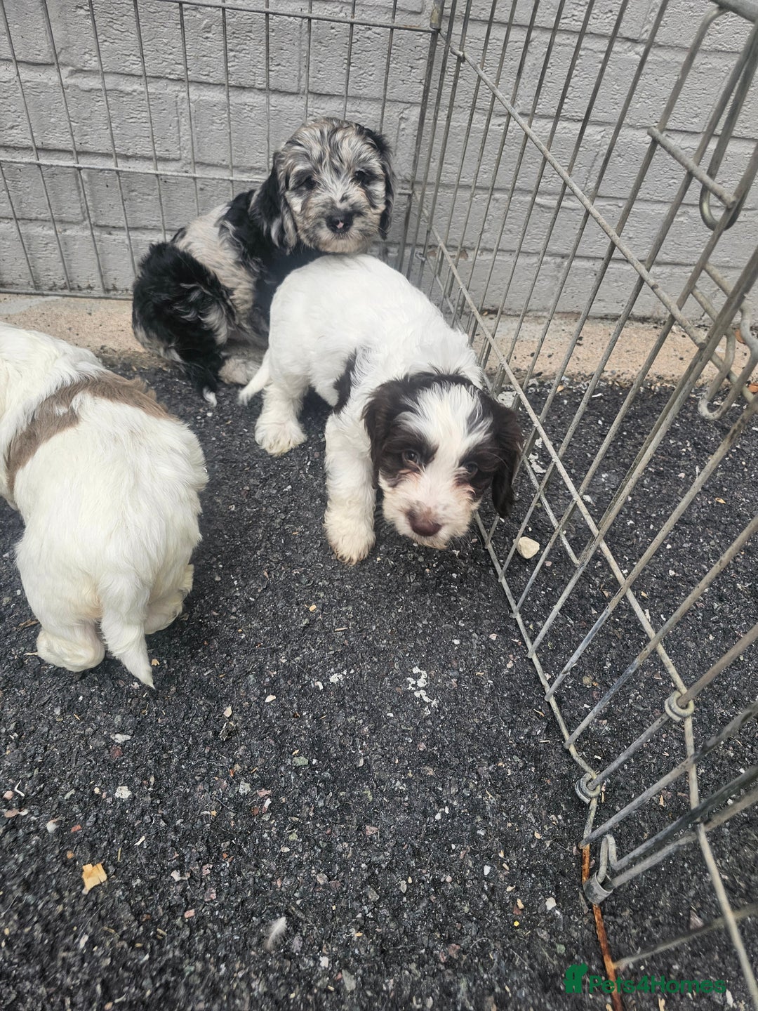 Cockapoo dogs for sale: Cockapoo puppies 🐶  - Image 32