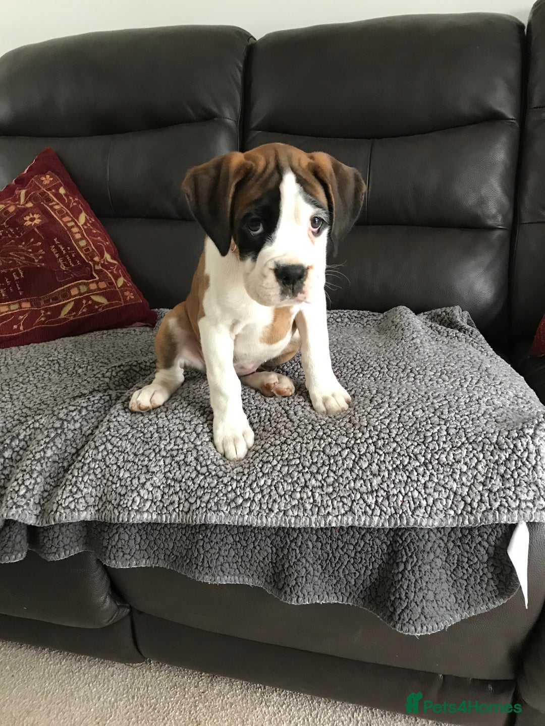 Boxer dogs for sale: KC Reg. Bobtail Girl READY NOW! - Image 2