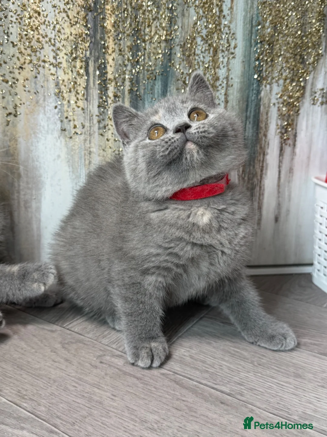 British Shorthair cats for sale: Blue torte chunky British sh kittens TICA - Advert 2