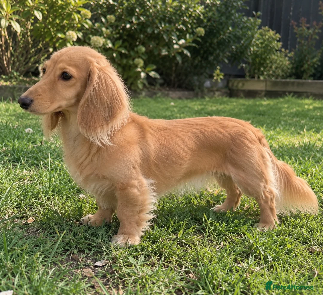 Miniature Dachshund dogs for sale: Ready now KC reg 5 month old boy  - Advert 18