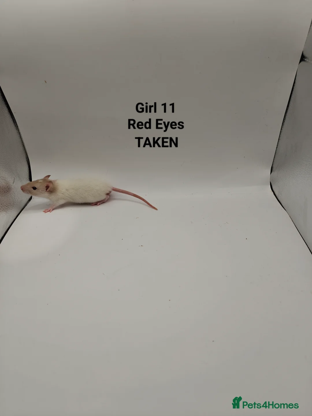 Rat rodents for sale: NOV: 18 Rats (2 Rats: 2 Girls Left) - Advert 18