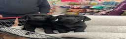 Labrador Retriever dogs for sale: 💙 Beautiful Black Labrador For Sale 💙 in Leyland - Advert 9