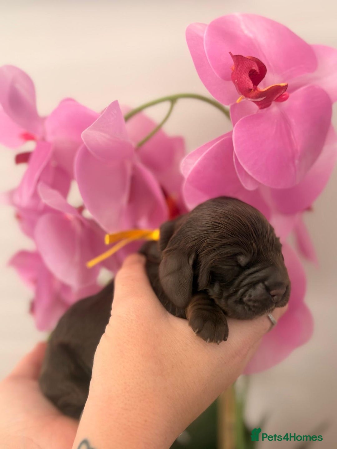 Cocker Spaniel dogs for sale: Stunning litter of show cocker spaniels  - Image 10