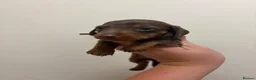 Miniature Dachshund dogs for sale: Miniature dachunds  - Advert 6